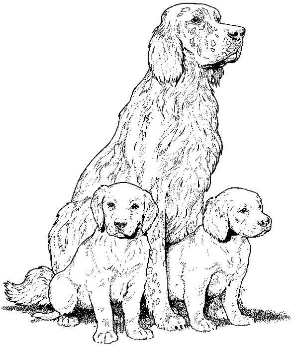 coloriage labrador et ses chiots